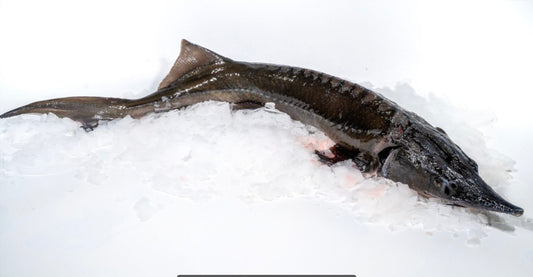 Siberian sturgeon Sterlet 1-3 kg black