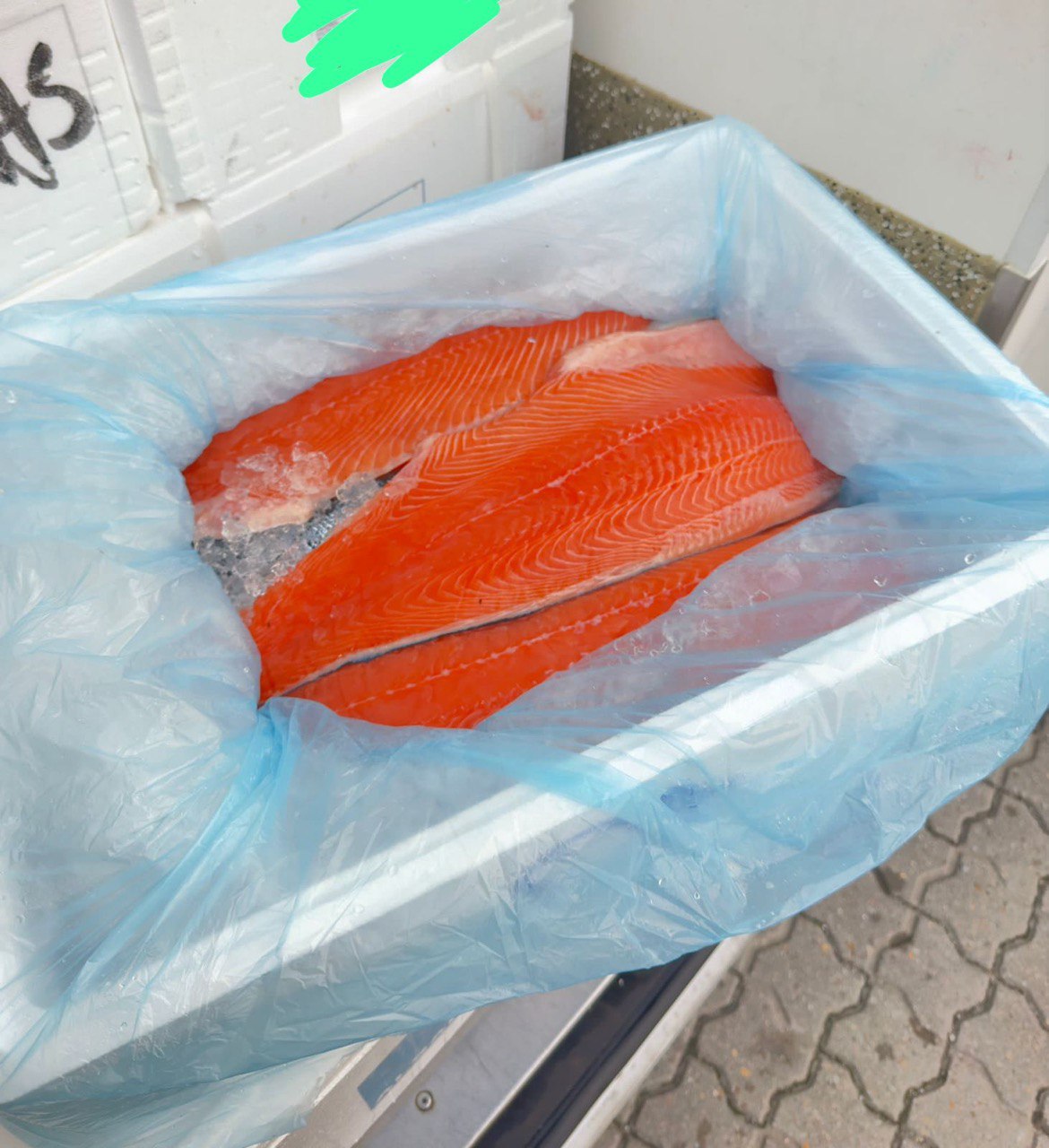 Атлантический лосося